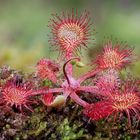 Rundblättriger Sonnentau  (Drosera rotundifolia)