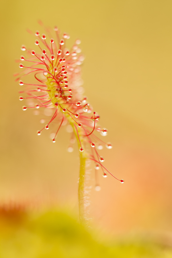 Rundblättriger Sonnentau (Drosera rotundifolia)