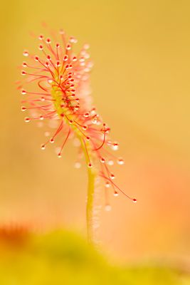 Rundblättriger Sonnentau (Drosera rotundifolia)