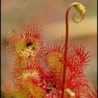 Rundblättriger Sonnentau (Drosera rotundifolia)