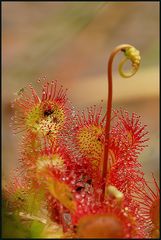 Rundblättriger Sonnentau (Drosera rotundifolia)