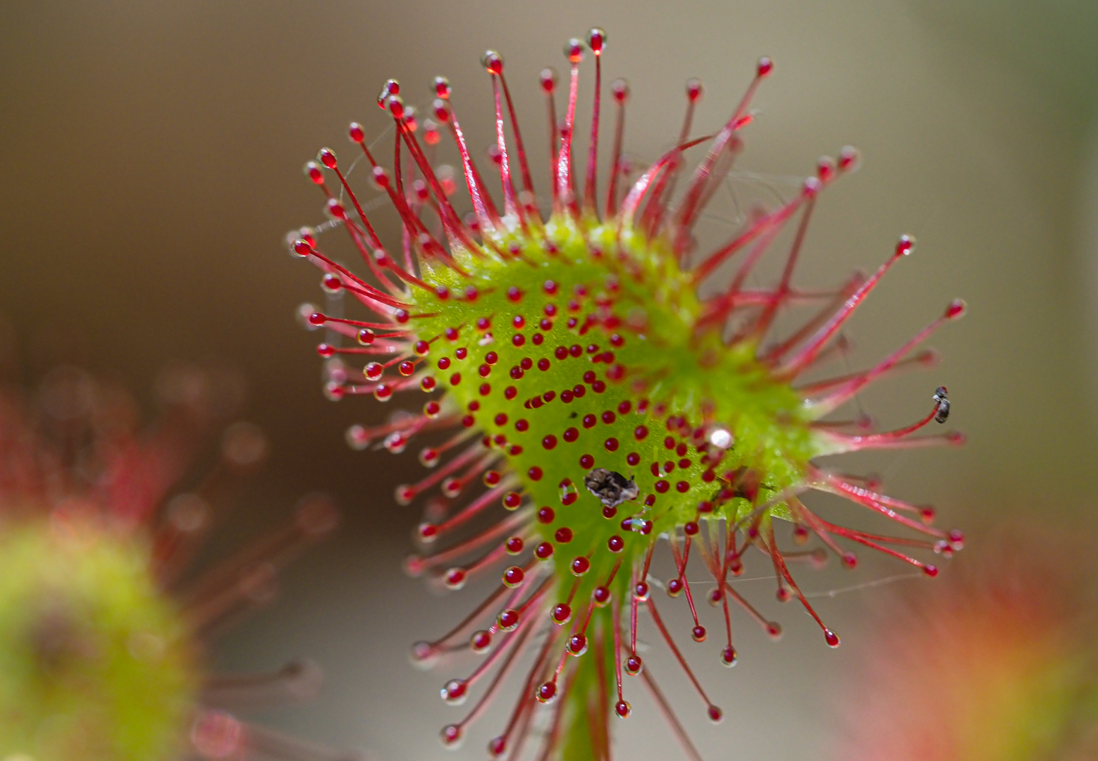 Rundblättriger Sonnentau (Drosera rotundifolia)