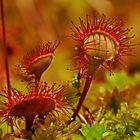 Rundblättriger Sonnentau (Drosera rotundifolia)