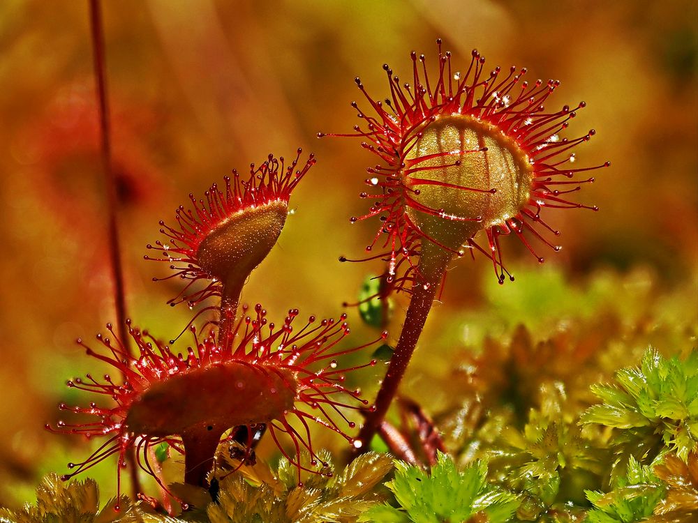 Rundblättriger Sonnentau (Drosera rotundifolia)