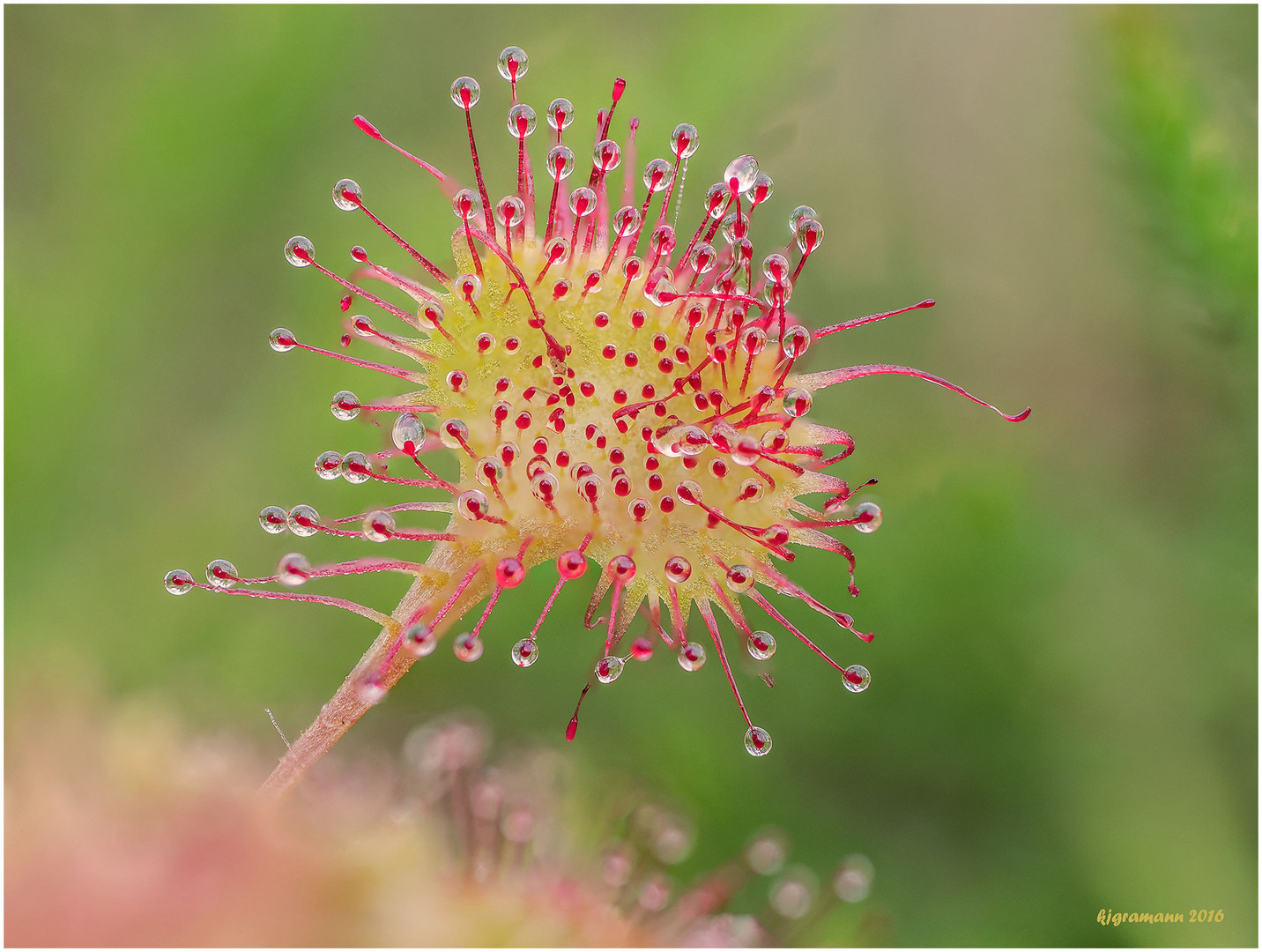 rundblättriger sonnentau (drosera rotundifolia).........