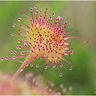 rundblättriger sonnentau (drosera rotundifolia).........