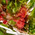 Rundblättriger Sonnentau (Drosera rotundifolia)