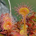 Rundblättriger Sonnentau (Drosera rotundifolia)