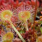 Rundblättriger Sonnentau (Drosera rotundifolia)