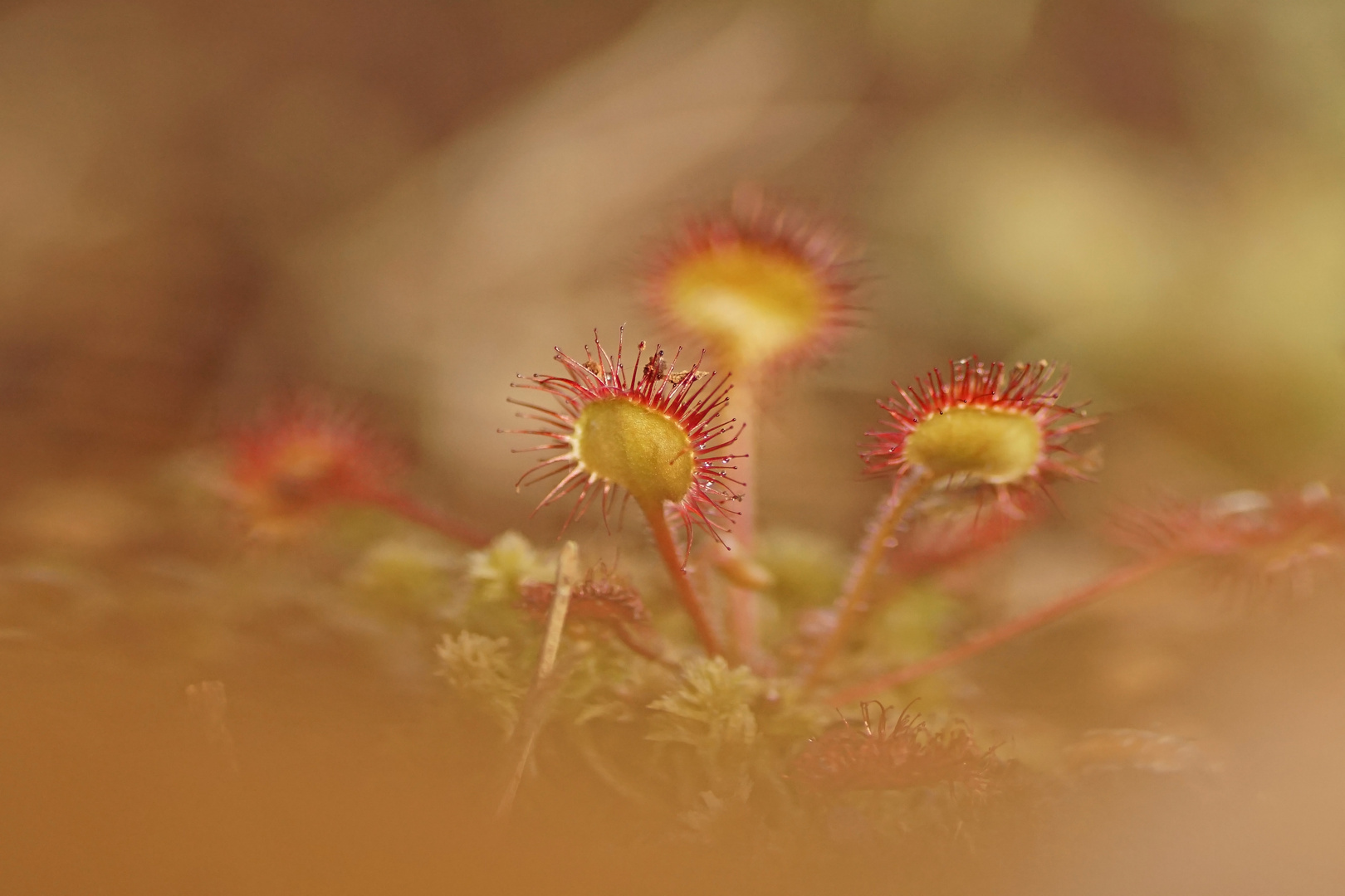 Rundblättriger Sonnentau (Drosera rotundifolia)