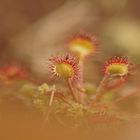 Rundblättriger Sonnentau (Drosera rotundifolia)