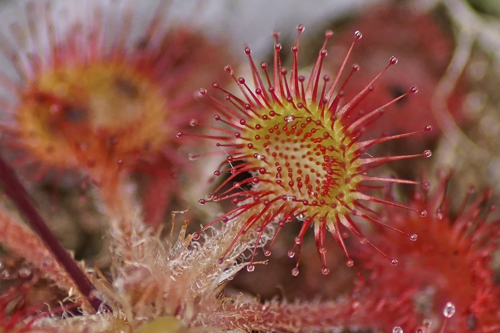 Rundblättriger Sonnentau (Drosera rotundifolia)