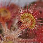 Rundblättriger Sonnentau (Drosera rotundifolia)