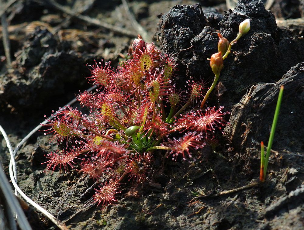 Rundblättriger Sonnentau - Großes Torfmoor/NRW - 24.8.13