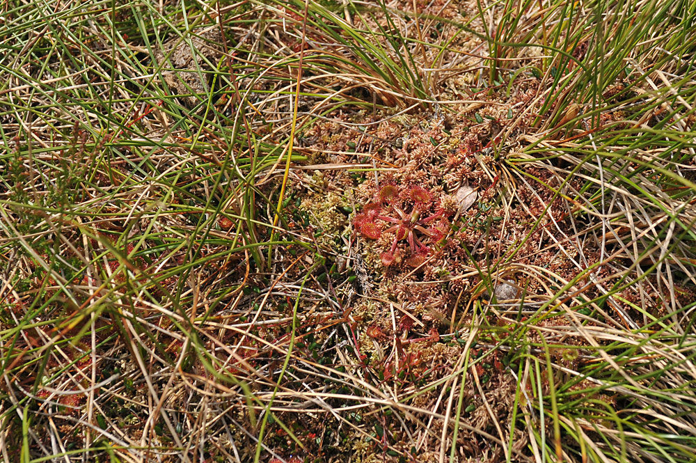 Rundblättriger Sonnentau: Schrumpeliger Fleischfresser