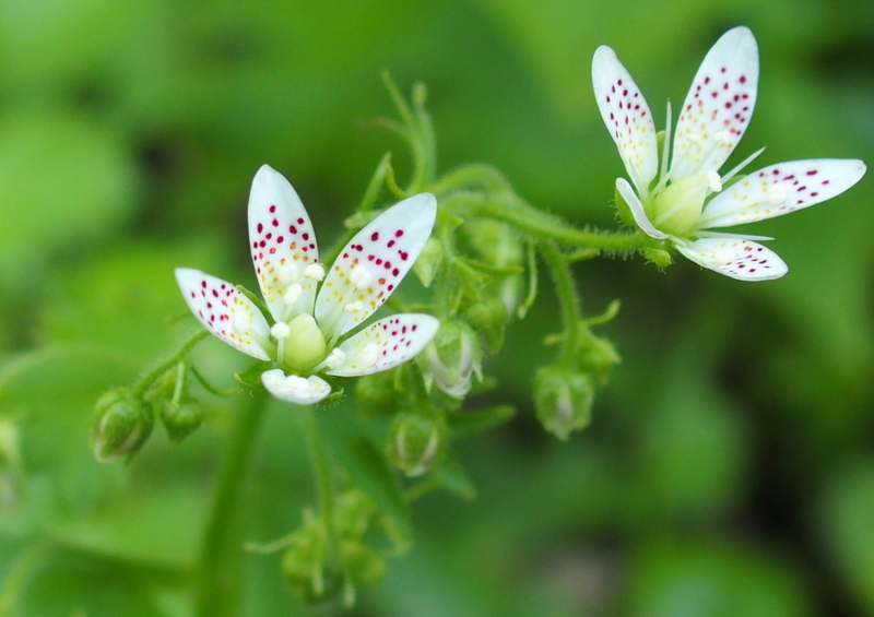 Rundblättriger Steinbrech 'Saxifraga rotundifolia'