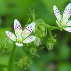 Rundblättriger Steinbrech 'Saxifraga rotundifolia'