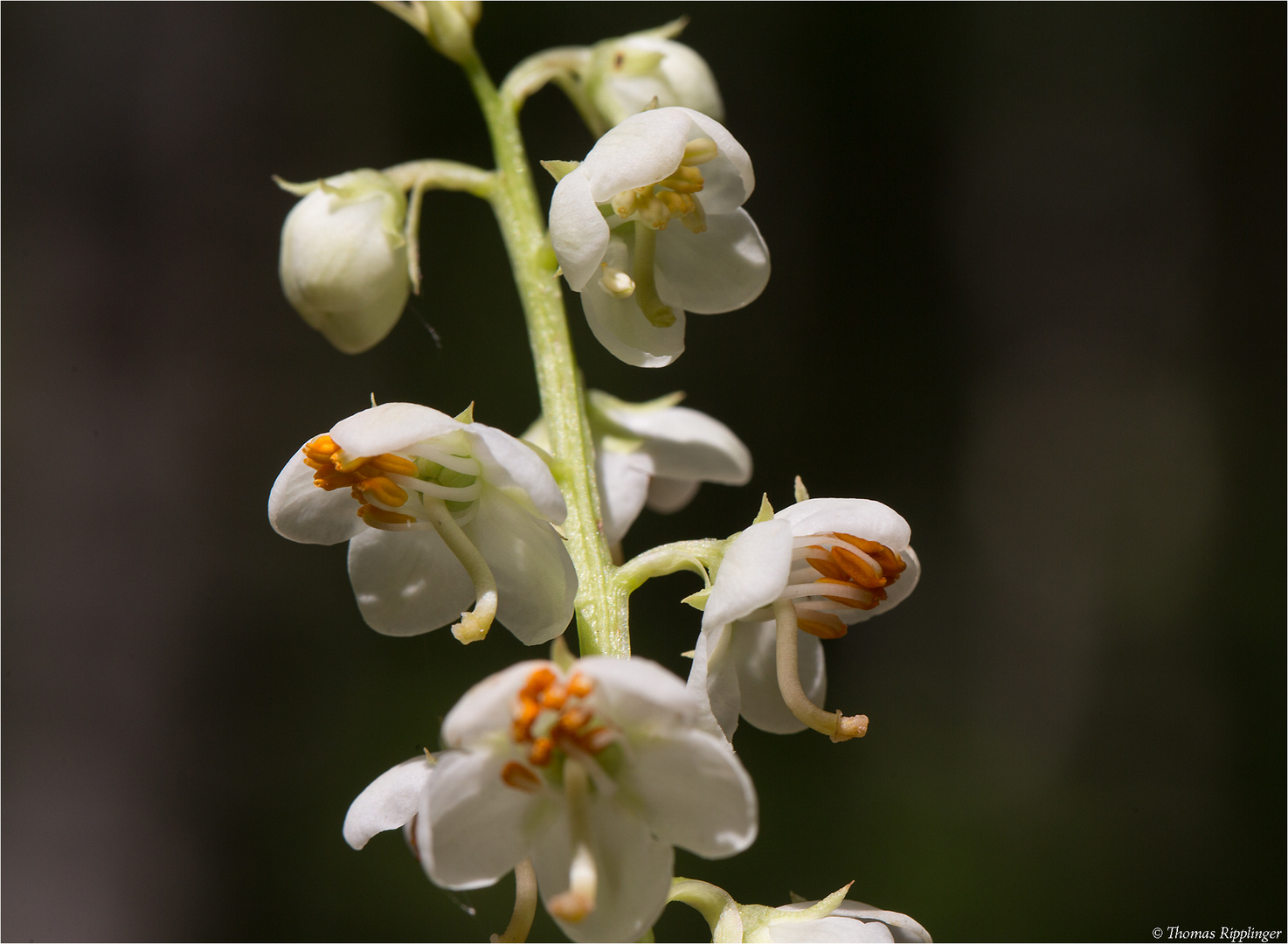 Rundblättriges Wintergrün (Pyrola rotundifolia)......