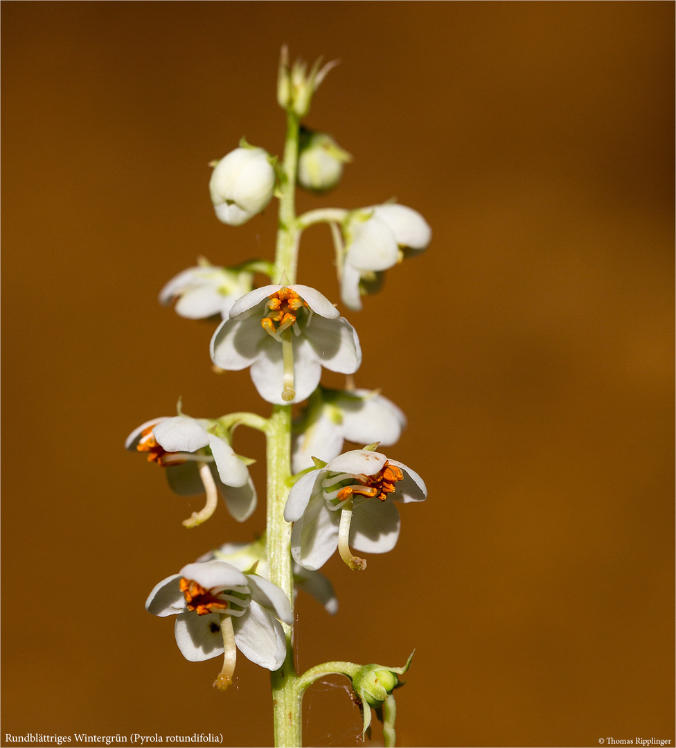 Rundblättriges Wintergrün (Pyrola rotundifolia) .