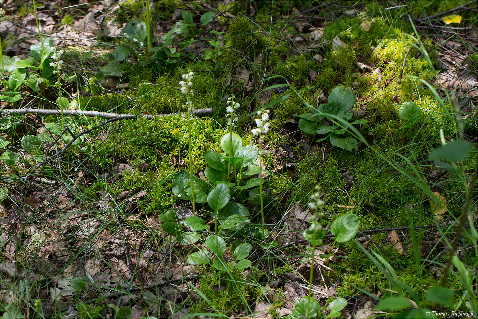 Rundblättriges Wintergrün (Pyrola rotundifolia)