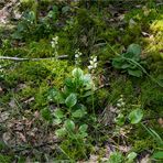 Rundblättriges Wintergrün (Pyrola rotundifolia)