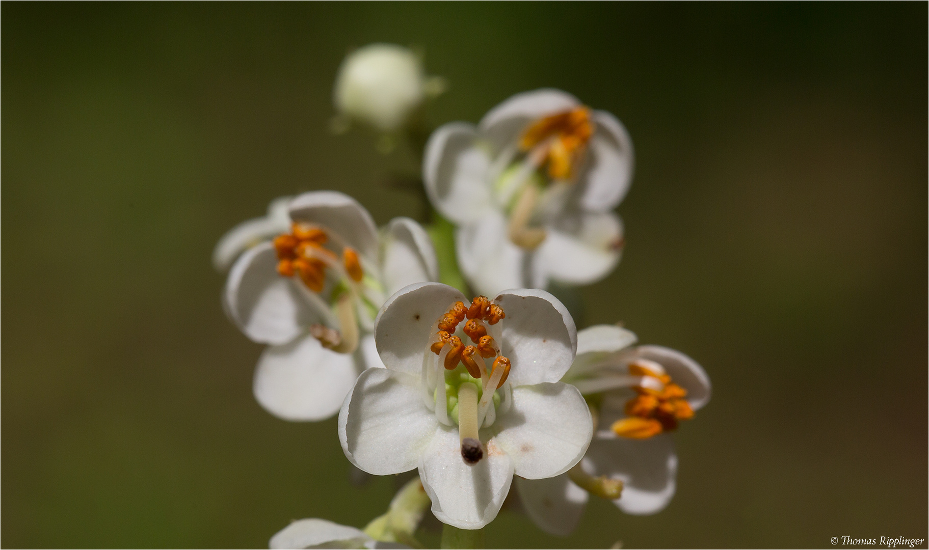 Rundblättriges Wintergrün (Pyrola rotundifolia)....