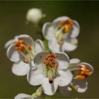 Rundblättriges Wintergrün (Pyrola rotundifolia)....