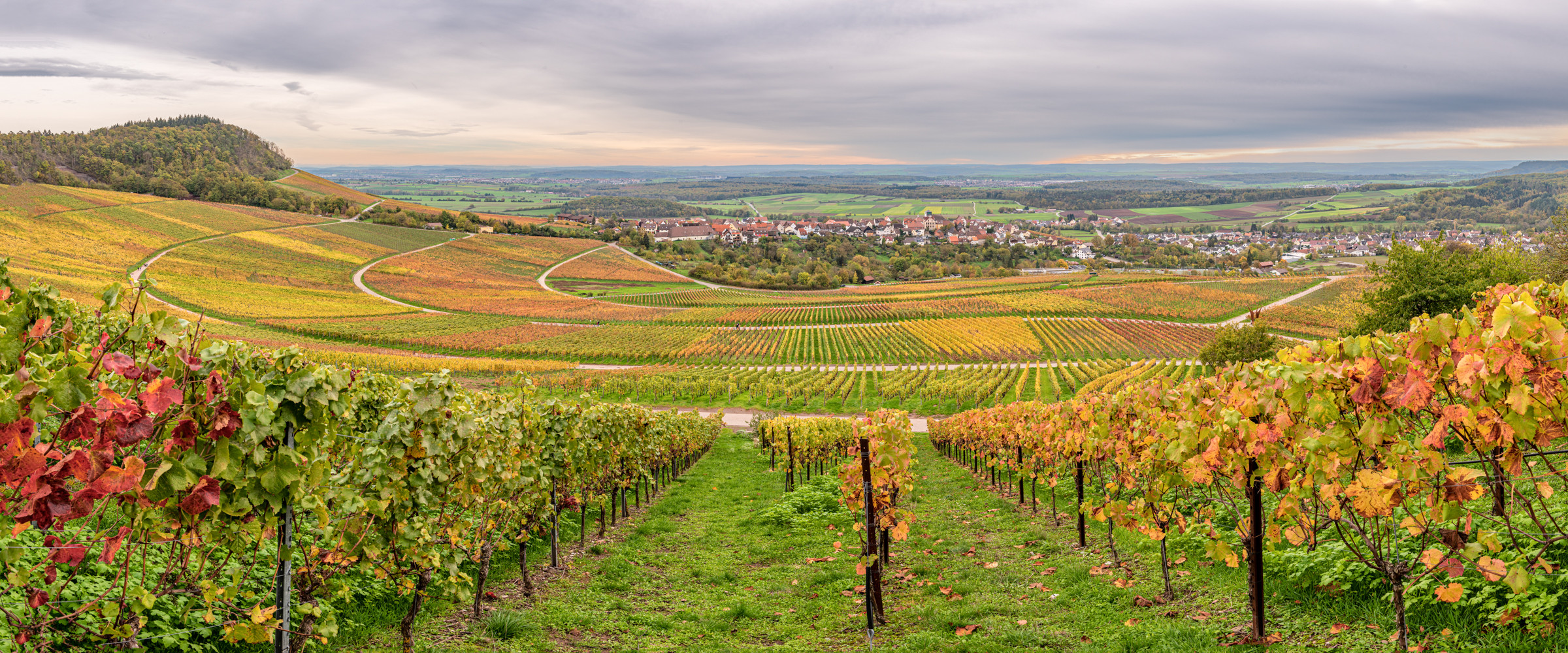 Rundblick in den Weinbergen bei Hohenhaslach