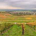 Rundblick in den Weinbergen bei Hohenhaslach