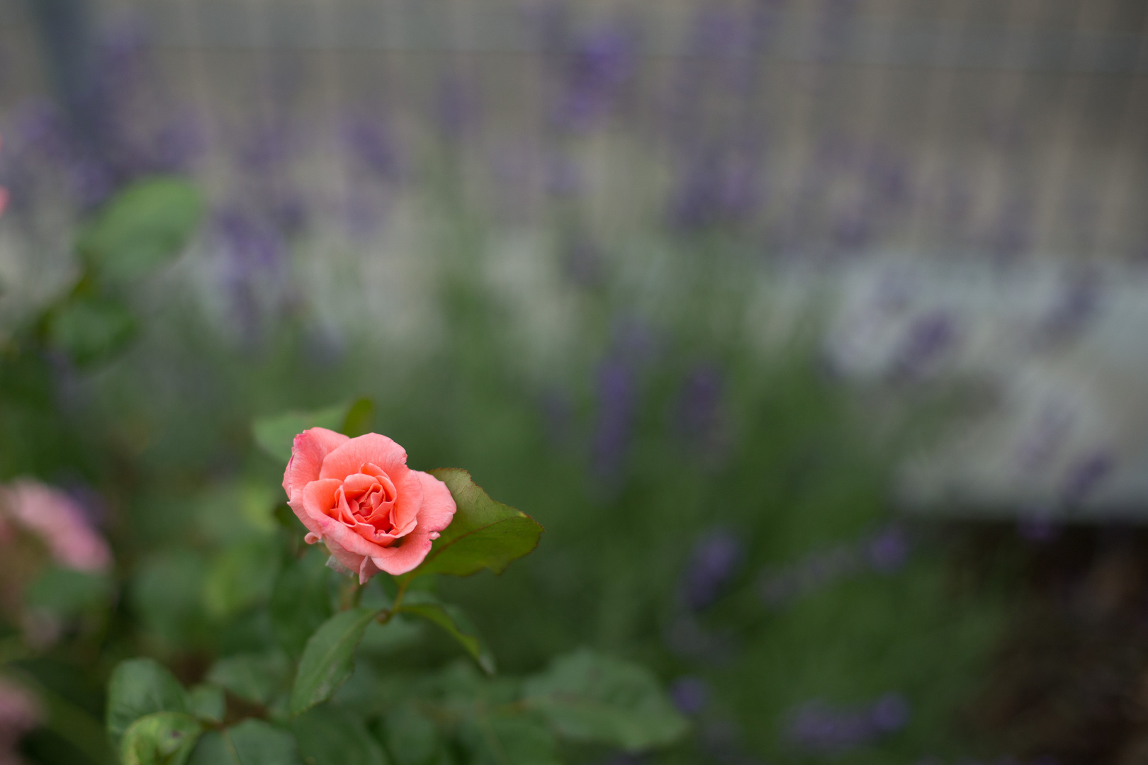 Runde im Garten