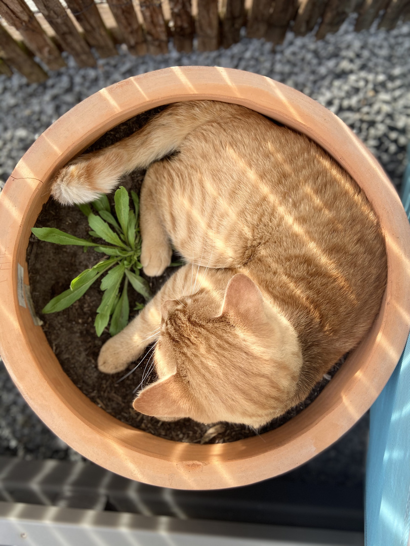 Runde Sache - Katze im Terrakotta Topf