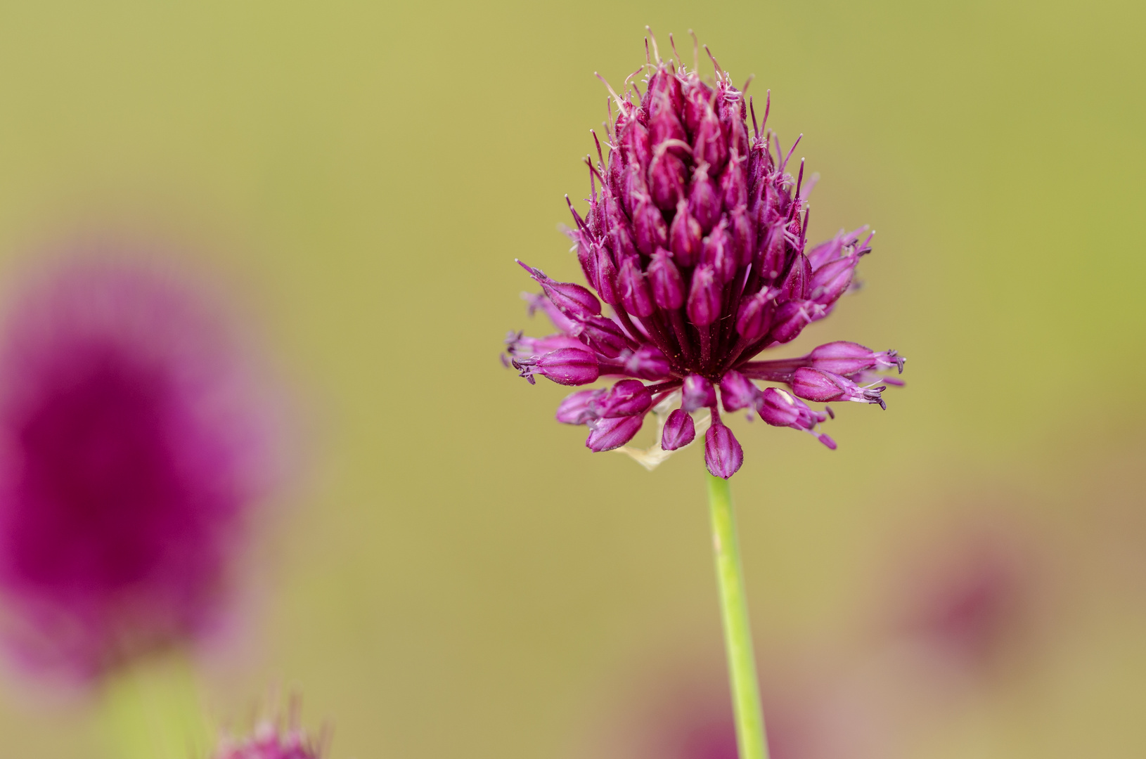 Runder Lauch (Allium rotundum)