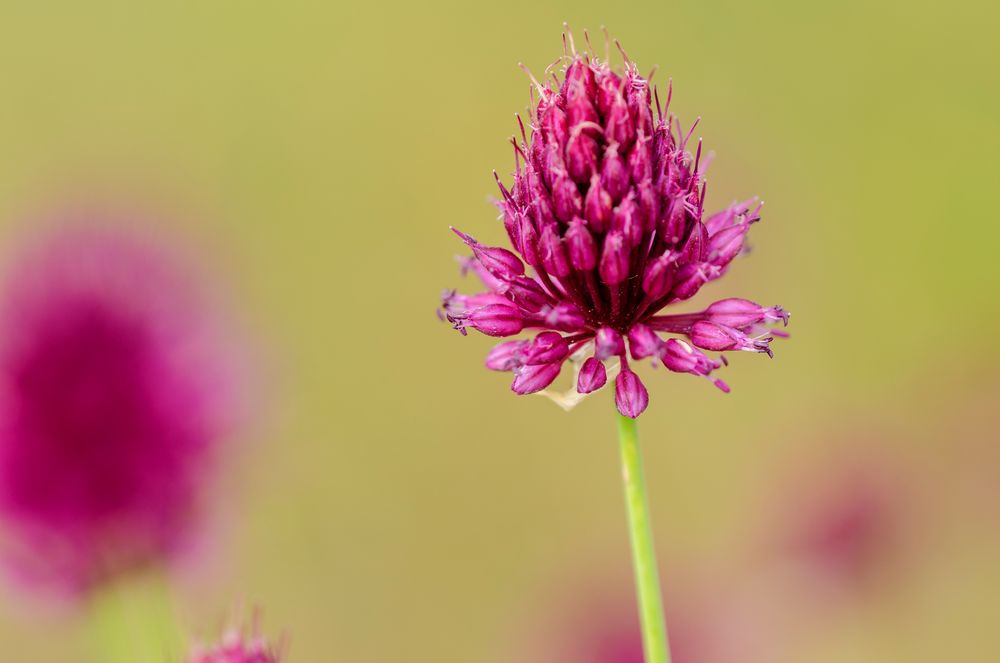 Runder Lauch (Allium rotundum)