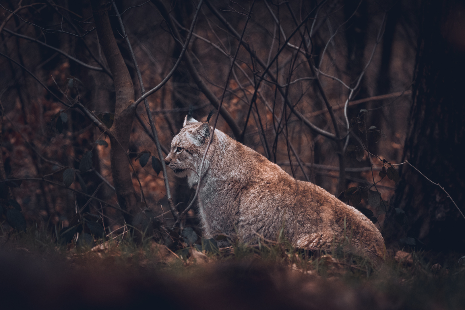 Runder Luchs ;-)