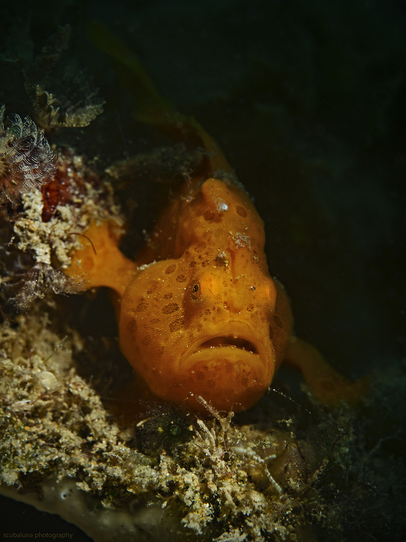 Rundflecken Anglerfisch Junior