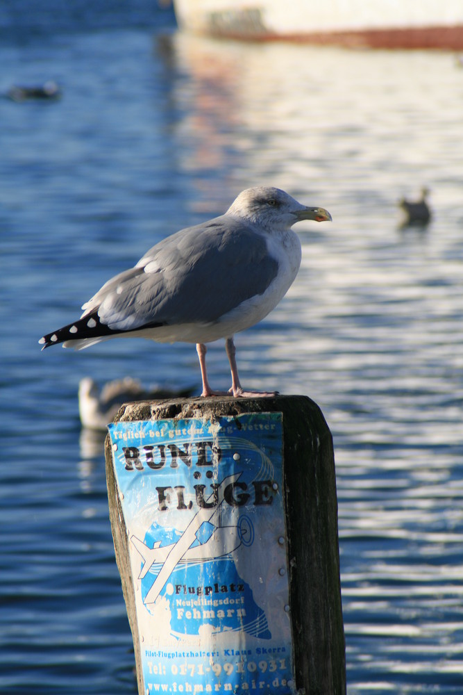 Rundflüge