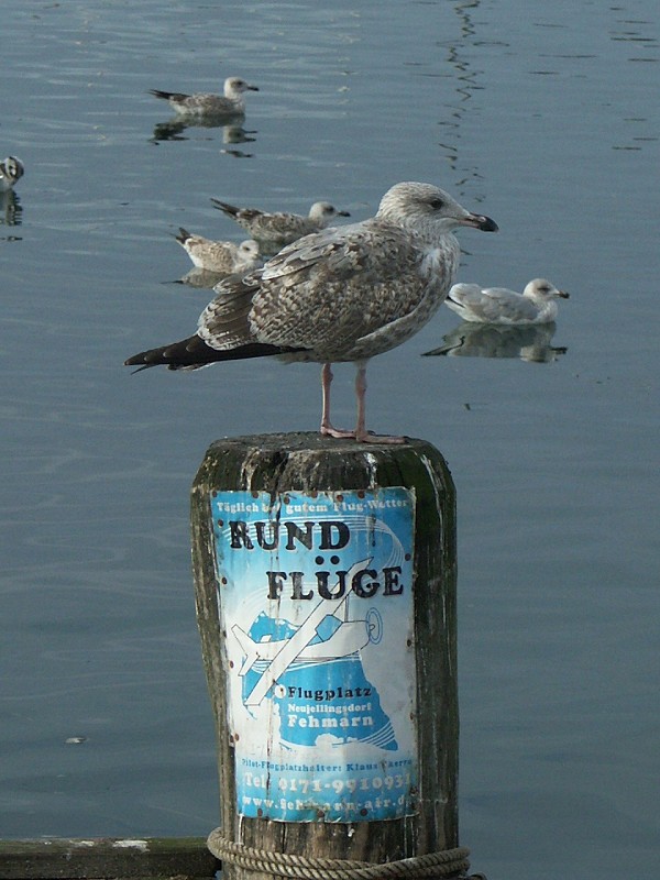 Rundflüge