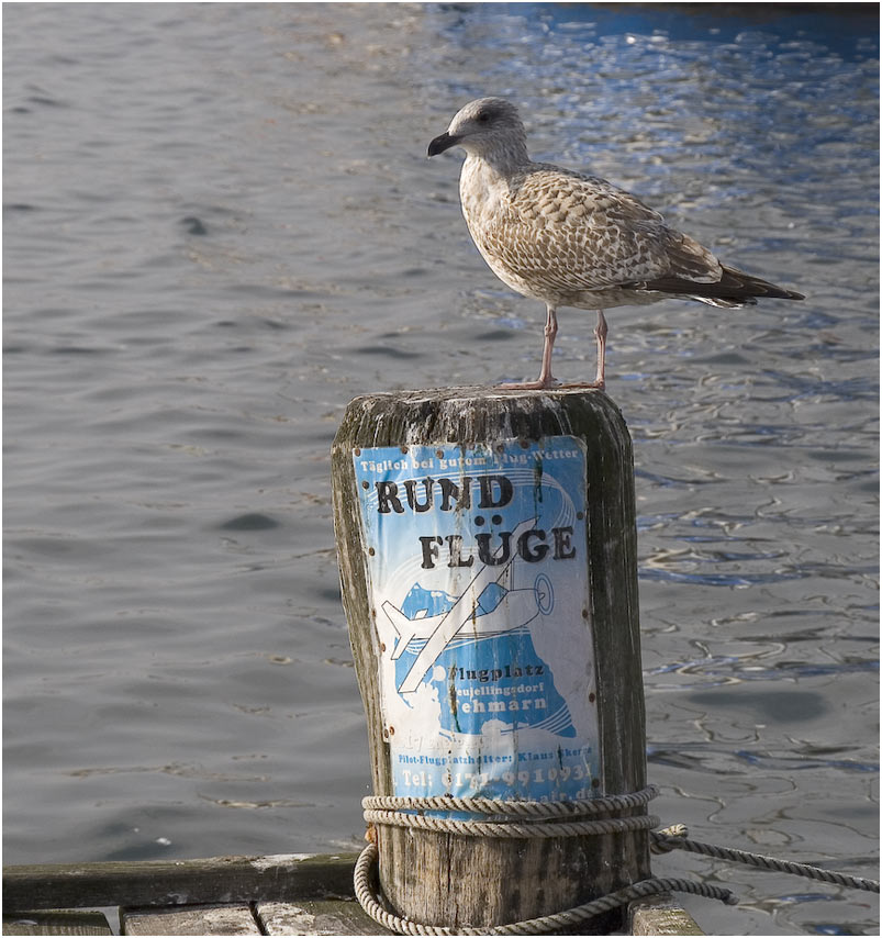 Rundflüge mit einer Möwe?