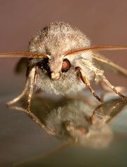 Rundflügel-Kätzcheneule 2 (Orthosia cerasi)