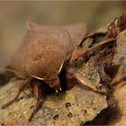  Rundflügel-Kätzcheneule -  Orthosia cerasi