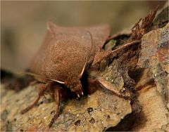  Rundflügel-Kätzcheneule -  Orthosia cerasi