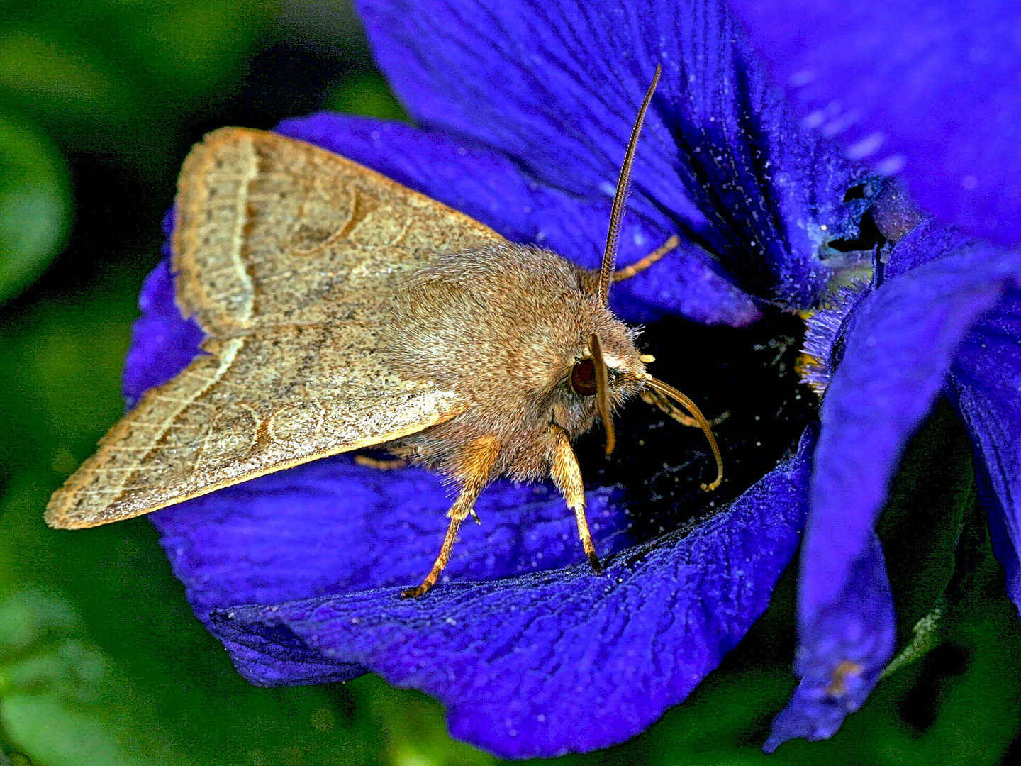 Rundflügel-Kätzcheneule (Orthosia (Monima) cerasi, Syn.: O. stabilis)