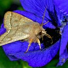 Rundflügel-Kätzcheneule (Orthosia (Monima) cerasi, Syn.: O. stabilis)