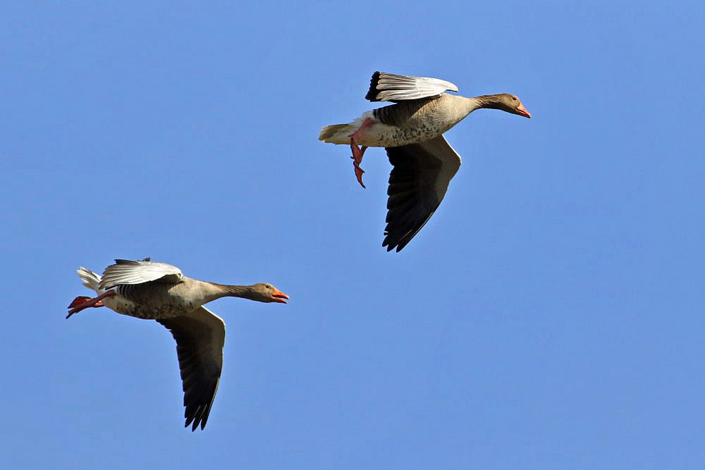 Rundflug