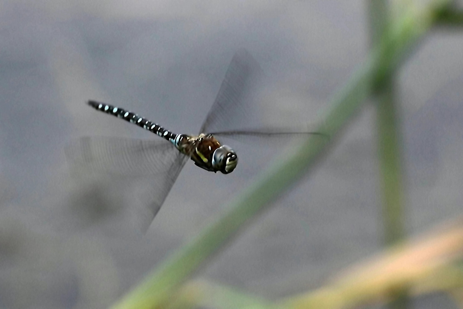 Rundflug