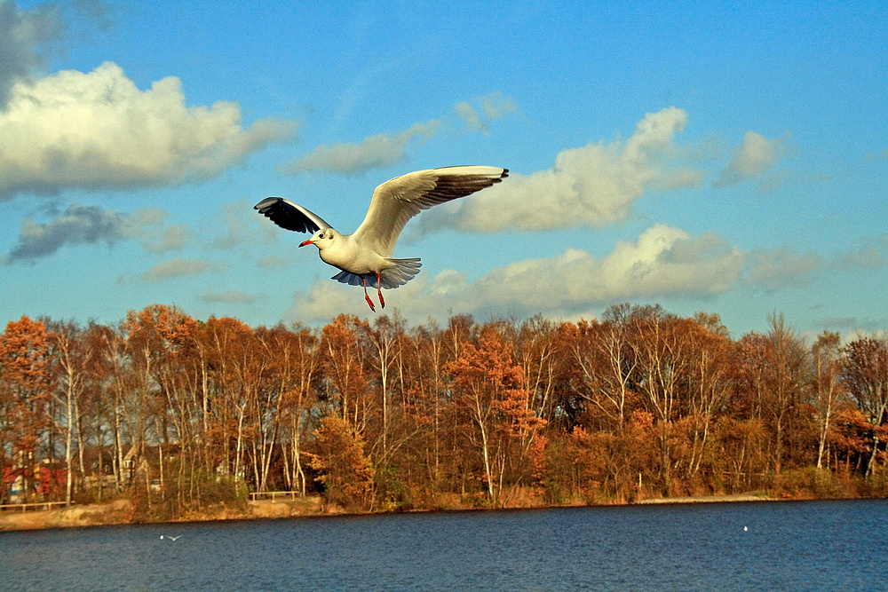 Rundflug