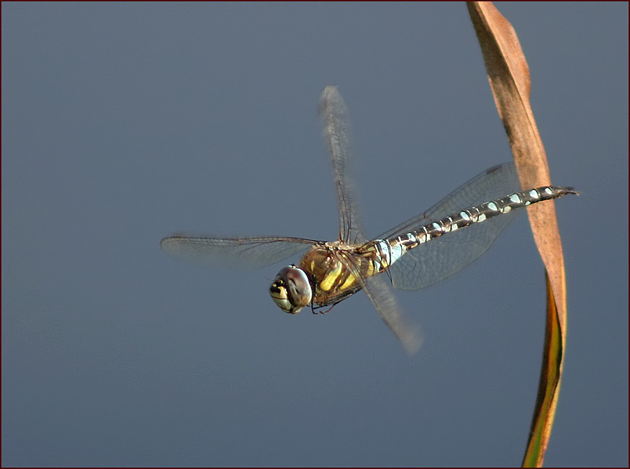 Rundflug