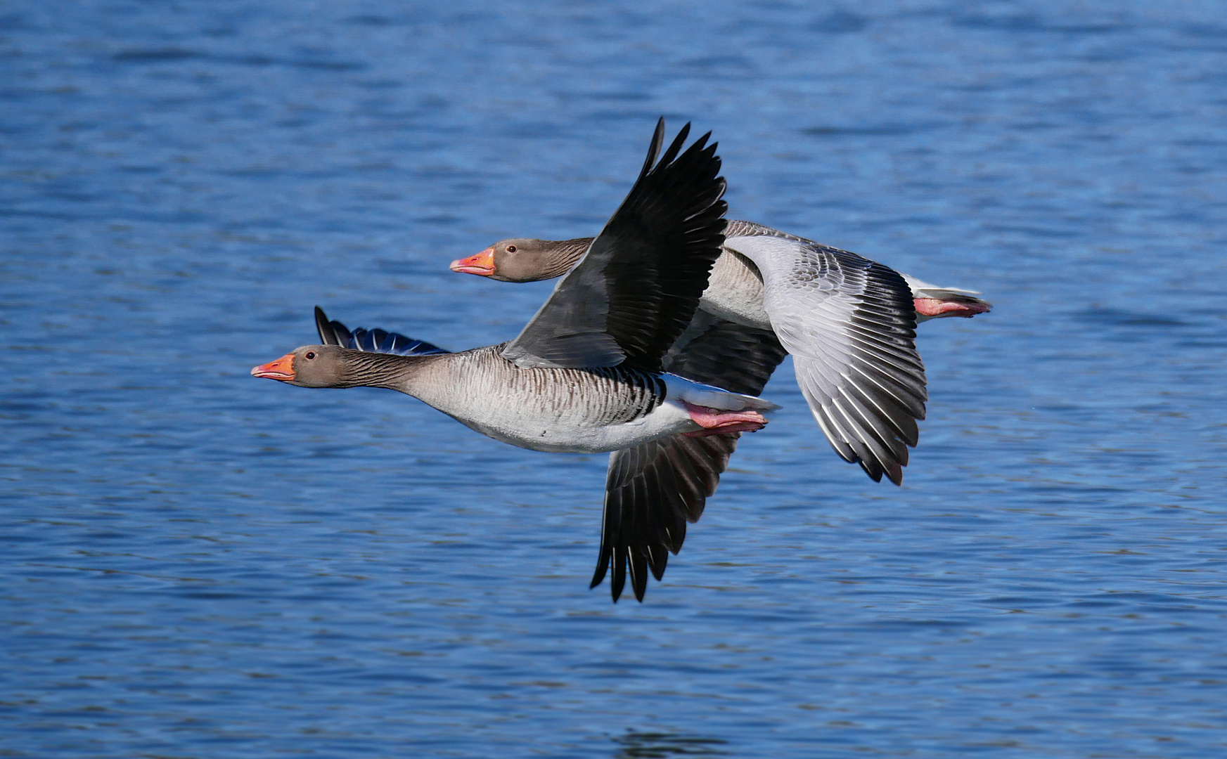 Rundflug