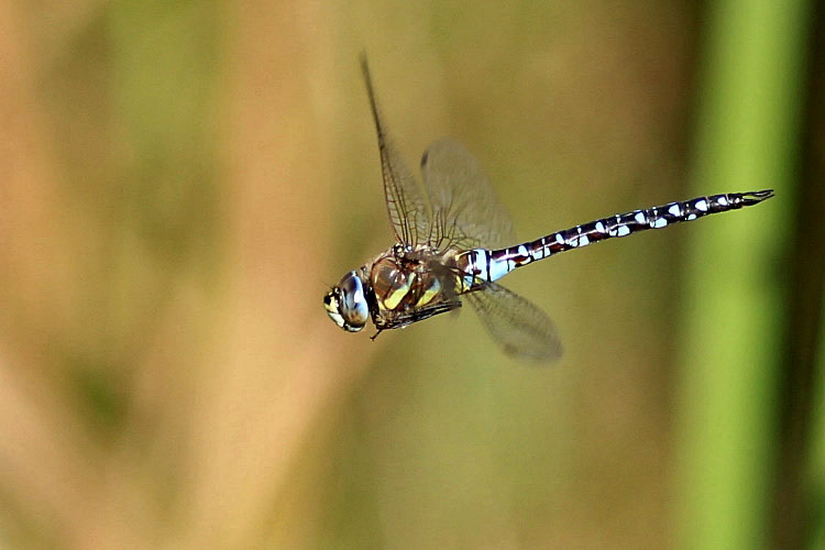 Rundflug [Blaugrüne Mosaikjungfer]