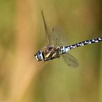 Rundflug [Blaugrüne Mosaikjungfer]